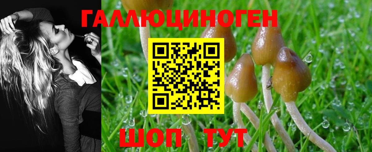 Галлюциногенные грибы Psilocybe Углич